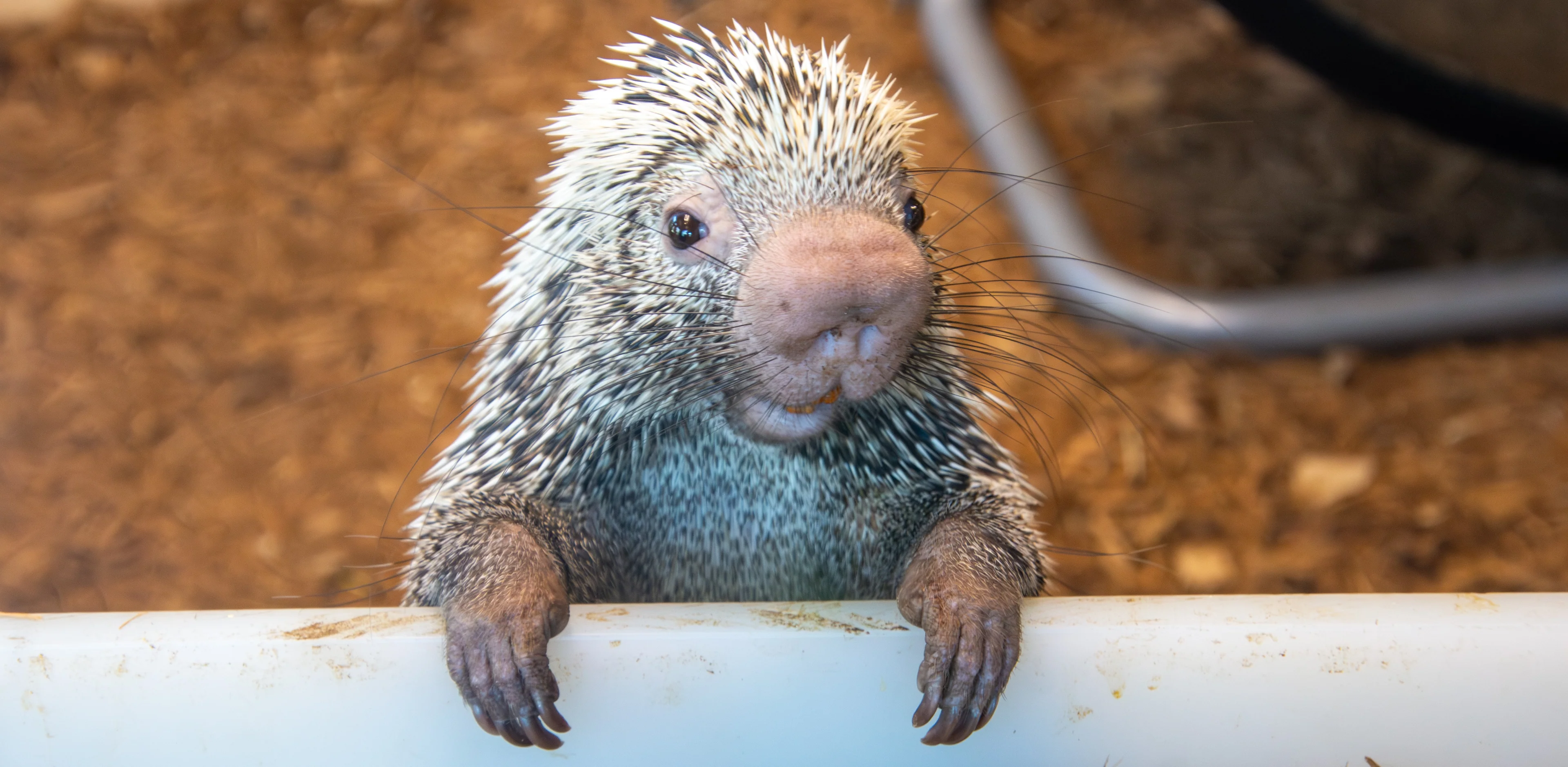 Bring the Zoo Home Today